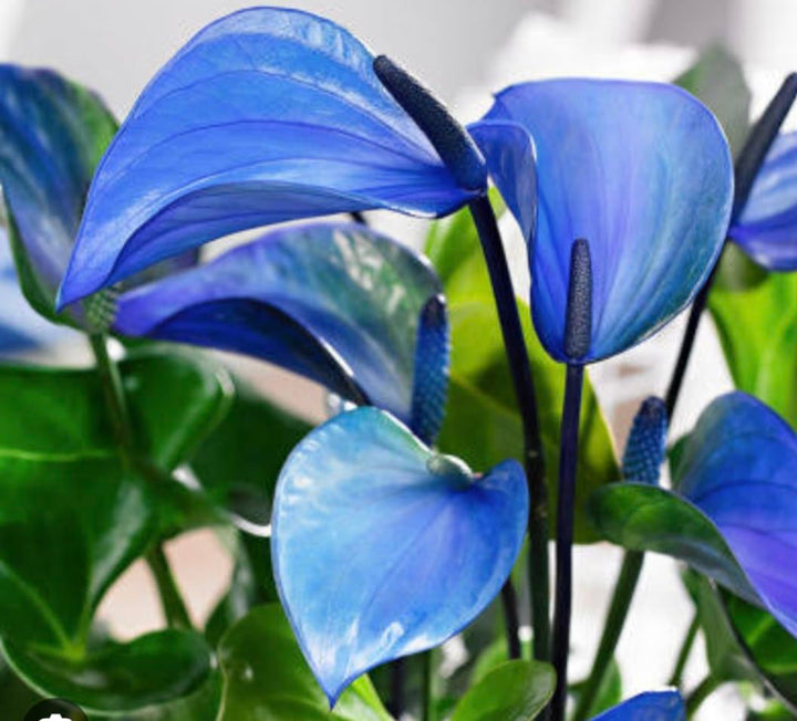 Blue Anthurium Perennial Flower Seeds for Planting – Heirloom, Non-GMO, High Germination Seeds