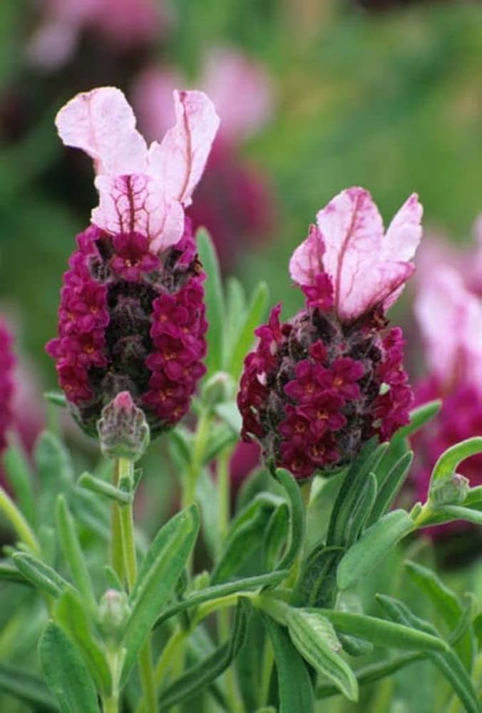 Red Lavender Flower seeds for Planting – Heirloom Non-GMO Seeds for Planting with High Germination