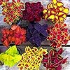 Mixed Coleus  - 100 pcs - Sun Loving, Heirloom & GMO Free Seeds for Home Garden