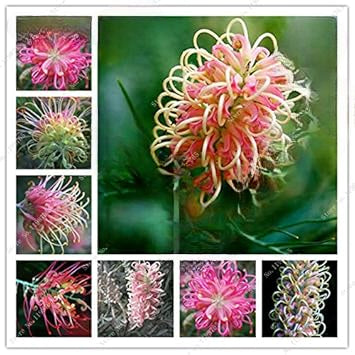 Flower Seeds, Seeds,Seeds For Planting,Plant Seeds
