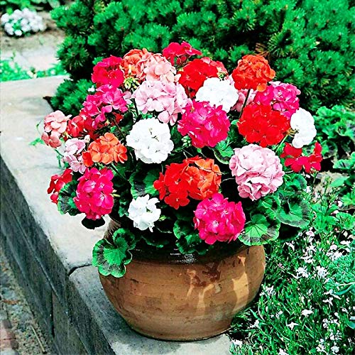 Mixed Pelargonium Peltatum Flower Seeds for Planting – Heirloom, Non-GMO, Drought-Tolerant Garden Seeds