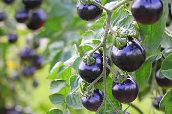 Cherry Tomato Seeds for Planting – Heirloom & Non-GMO Seeds for Juicy, Sweet Patio Garden Tomatoes