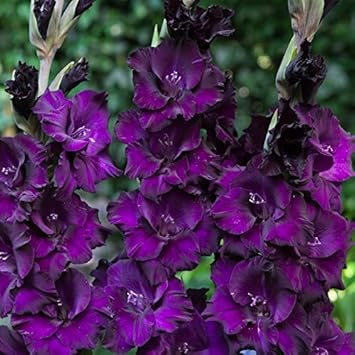 Flower Seeds, Seeds,Seeds For Planting,Plant Seeds