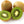 Actinidia Polygama seeds for planting - Heirloom & Non-GMO hardy kiwi fruit garden seeds