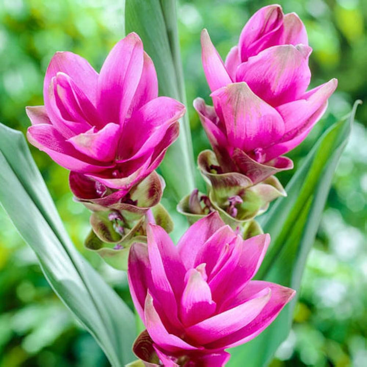 Siam Tulip Flower Seeds for Planting – Heirloom Non-GMO, High Germination Organic Garden Seeds