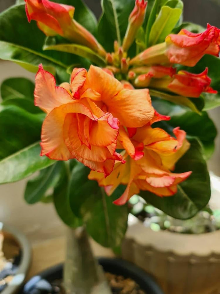 Orange Adenium Flower Seeds for Planting – Heirloom Non-GMO, High Germination Organic Garden Seeds