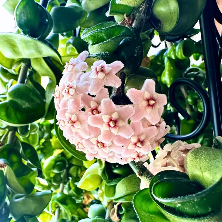Hoya Flower Seeds for Planting – Heirloom Non-GMO Organic Garden Seeds with High Germination