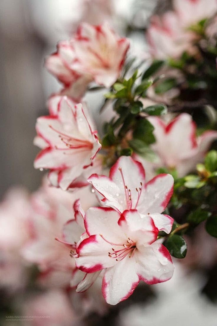 White Red Azalea Flower Seeds for Planting – Heirloom, Non-GMO, High Germination Organic Garden Seeds