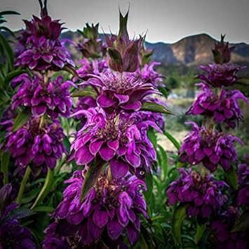 Violet Lemon Bee Flower Seeds for Planting – Heirloom, Non-GMO, High Germination Organic Garden Seeds