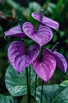 Anthurium Violet Flower Seeds for Planting – Heirloom, Non-GMO, High Germination Organic Garden Seeds