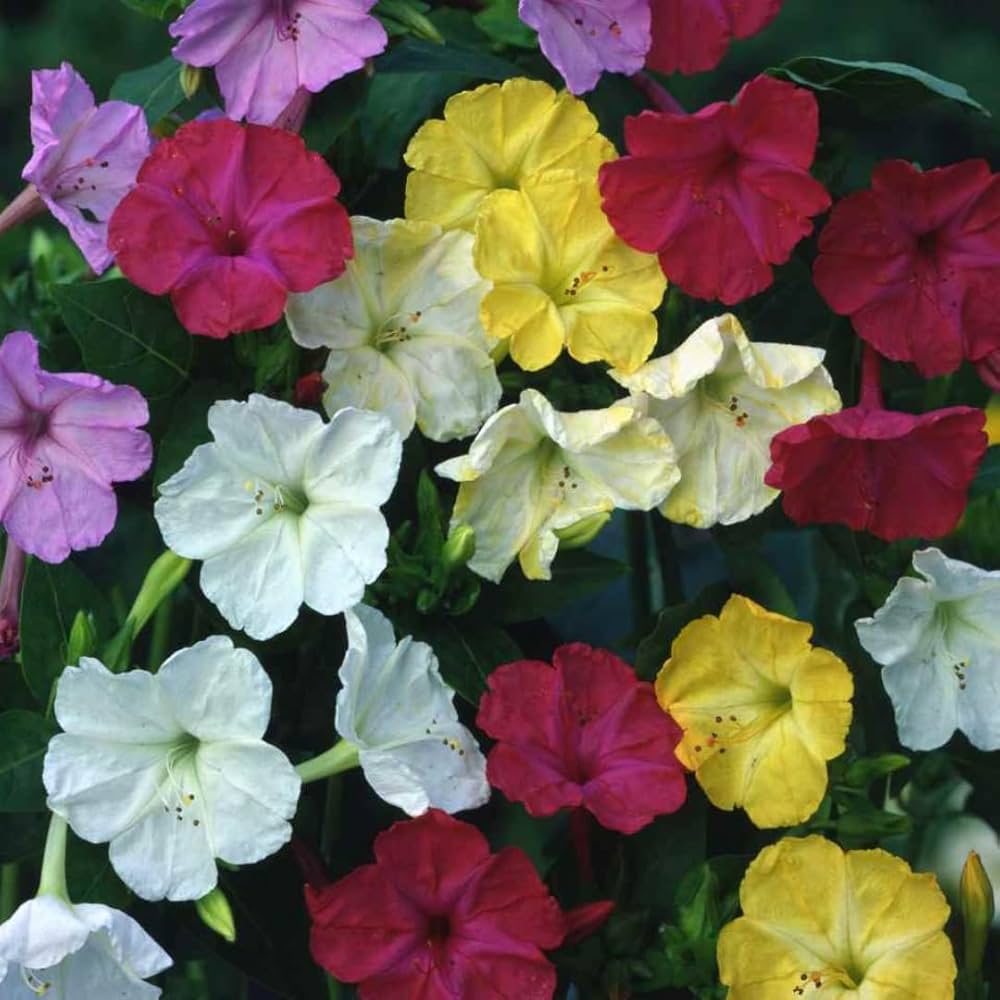 Mixed Jalapa Flower Seeds for Planting – Heirloom, Non-GMO, Drought-Tolerant Organic Garden Seeds
