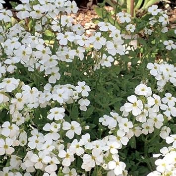 Flower Seeds, Seeds,Seeds For Planting,Plant Seeds