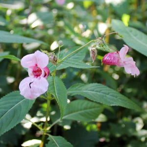 Flower Seeds, Seeds,Seeds For Planting,Plant Seeds