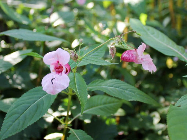 Flower Seeds, Seeds,Seeds For Planting,Plant Seeds