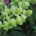 Green Dendrobium Flower Seeds for Planting – Heirloom, Non-GMO Drought-Tolerant Organic Garden Seeds