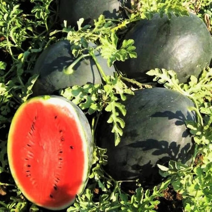 Green Watermelon Seeds for Planting – Heirloom Non-GMO Juicy Summer Fruit Seeds with High Germination for Organic Gardens