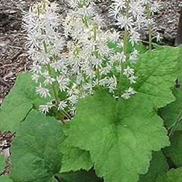 Flower Seeds, Seeds,Seeds For Planting,Plant Seeds