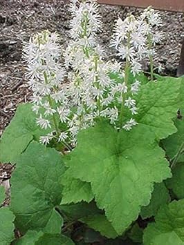 Flower Seeds, Seeds,Seeds For Planting,Plant Seeds