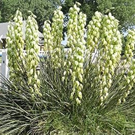 Fruit Seeds,Garden seeds, Seeds For Planting,Plant Seeds