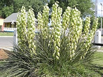 Fruit Seeds,Garden seeds, Seeds For Planting,Plant Seeds