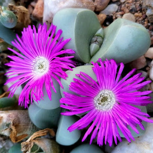 Flower Seeds, Seeds,Seeds For Planting,Plant Seeds