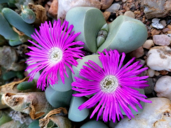 Flower Seeds, Seeds,Seeds For Planting,Plant Seeds