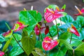 Green Red Anthurium Flower Seeds for Planting – Heirloom, Non-GMO, High Germination Organic Garden Seeds