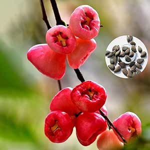 Rose Apple seeds for planting - Heirloom & Non-GMO sweet tropical fruit tree garden seeds