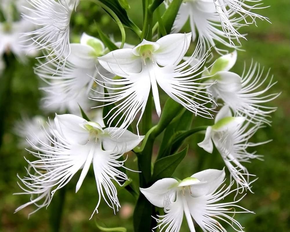 Dove Orchid Flower Seeds for Planting – Heirloom Wildflower Mix, Non-GMO, Organic Garden Seeds