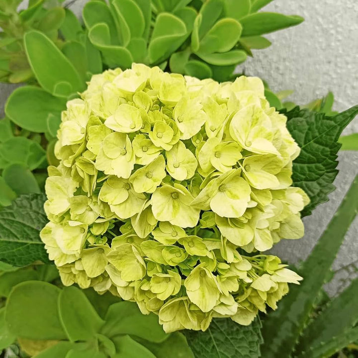 Flower Seeds, Seeds,Seeds For Planting,Plant Seeds