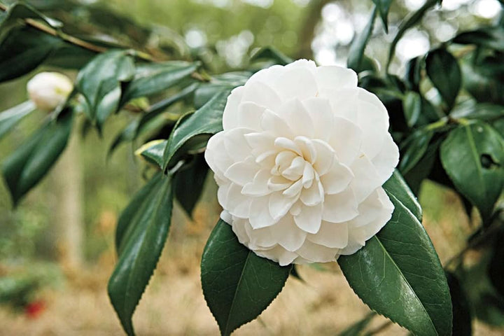 White Camellia Flores Flower Seeds for Planting – Heirloom, Non-GMO, High Germination Cut-Flower Variety