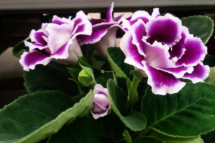 White Purple Brazilian Gloxinia Flower Seeds – Heirloom, Non-GMO, High Germination Seeds for Planting