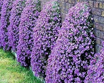 Flower Seeds, Seeds,Seeds For Planting,Plant Seeds