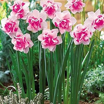 Flower Seeds, Seeds,Seeds For Planting,Plant Seeds