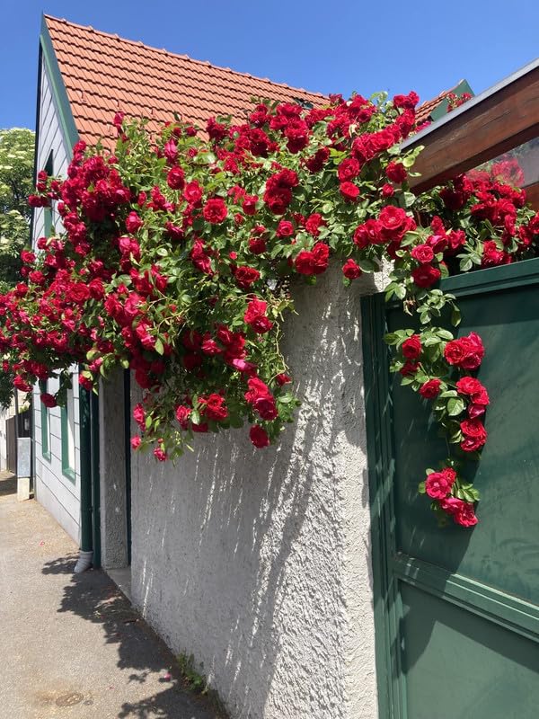 Red Climbing Rose Flower Seeds – Wildflower Mix, Heirloom, Non-GMO, High Germination Organic Garden Seeds for Planting