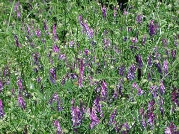 Flower Seeds, Seeds,Seeds For Planting,Plant Seeds