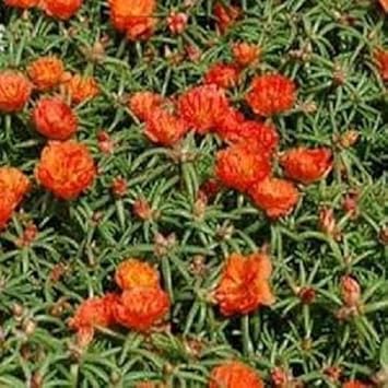 Orange Portulaca Flower Seeds for Planting – Heirloom, Non-GMO, High Germination Organic Garden Seeds