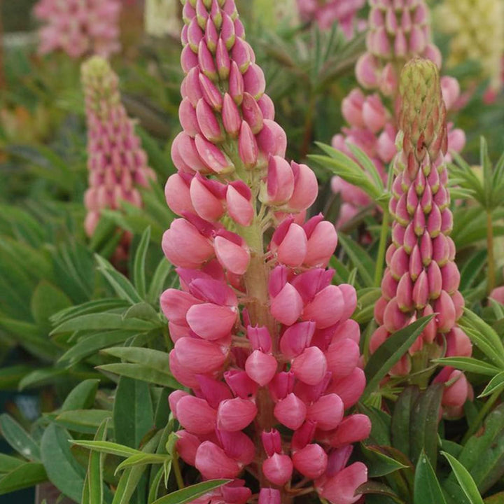 Flower Seeds, Seeds,Seeds For Planting,Plant Seeds