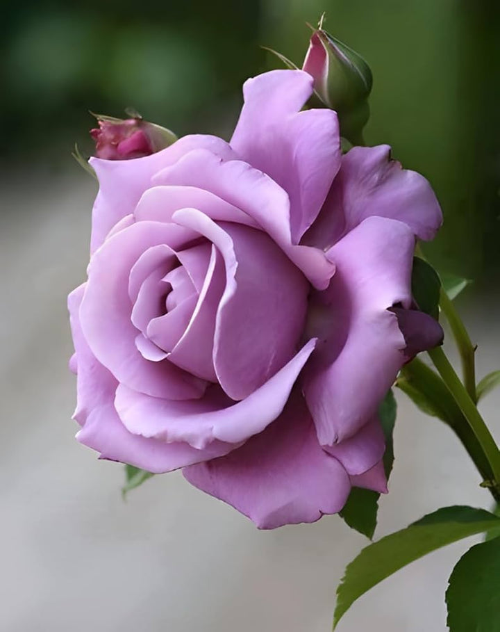 Light Lavender Snow Rose Flower Seeds for Planting – Heirloom Non-GMO High Germination Organic Garden Seeds