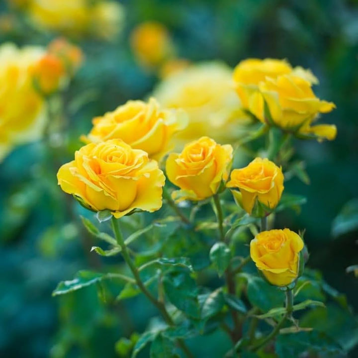 Deep Yellow Rose  Flower seeds for Planting - Cut Flower Favorite, Heirloom & GMO Free Seeds for Home Garden, 100pcs