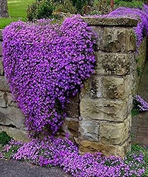 Flower Seeds, Seeds,Seeds For Planting,Plant Seeds