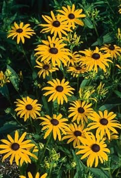 Yellow Rudbeckia Flower Seeds for Planting – Vibrant Perennial Blooms