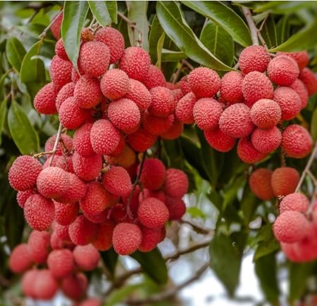 Brewster Lychee fruit seeds for planting - Heirloom & Non-GMO Garden seeds, sweet tropical orchard fruit