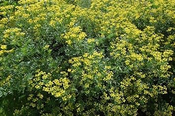 Flower Seeds, Seeds,Seeds For Planting,Plant Seeds