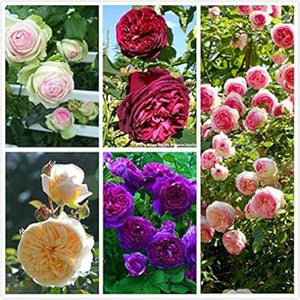 Flower Seeds, Seeds,Seeds For Planting,Plant Seeds