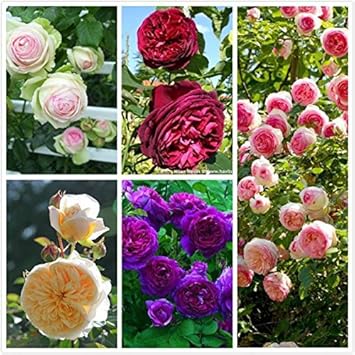 Flower Seeds, Seeds,Seeds For Planting,Plant Seeds