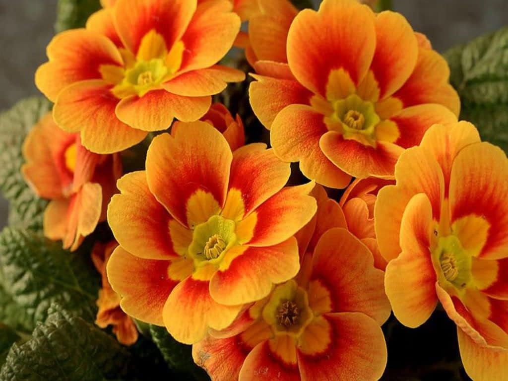 Orange Primrose Flower Seeds for Planting – Heirloom, Non-GMO, High Germination Organic Garden Seeds