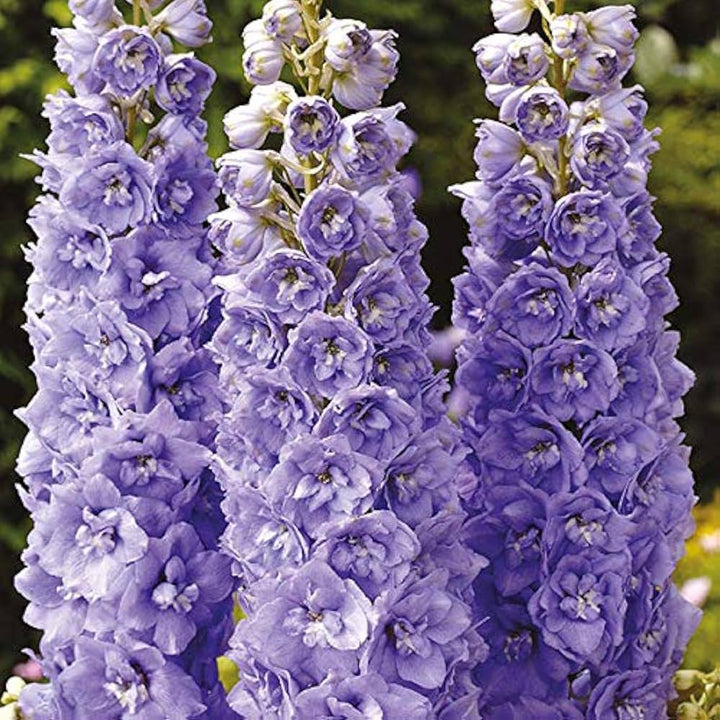Delphinium Lavender Flower Seeds for Planting – Heirloom, Non-GMO, High Germination Organic Garden Seeds