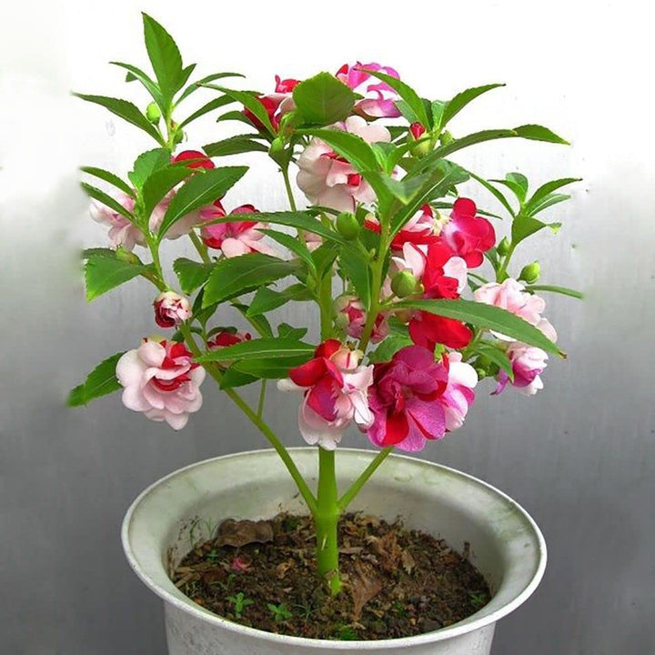 Balsamine Flower Seeds for Planting – Heirloom Non-GMO Hardy Variety with High Germination