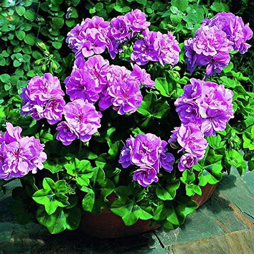 Purple Univalve Geranium Flower Seeds for Planting – Long Bloom, Heirloom & Non-GMO Home Garden Seeds